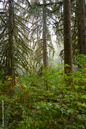 Stunning Trees Rainforest in Canada