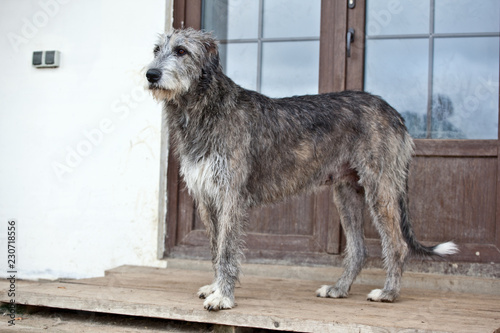 Dog breed irish wolfhound is standing near the door
