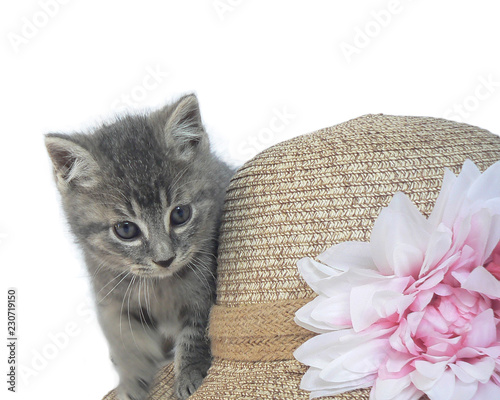 gray striped kitten on the background of a hat photo