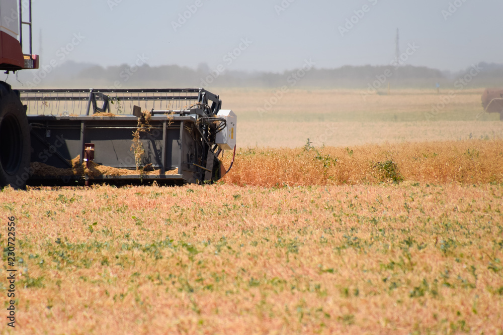Fototapeta premium Harvesting peas with a combine harvester. Harvesting peas from the fields