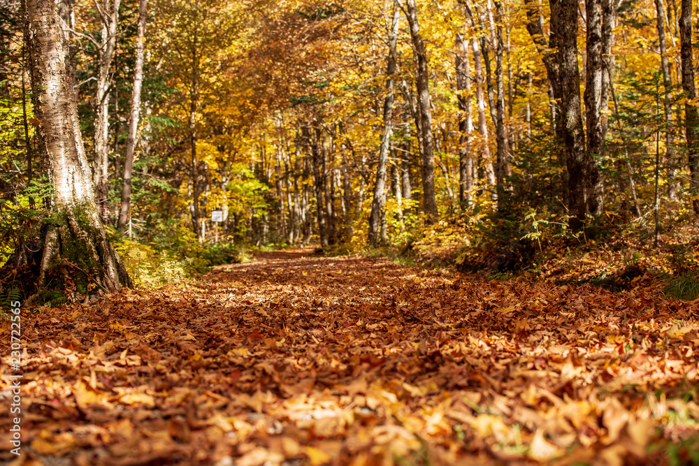 Le sentier Le sentier