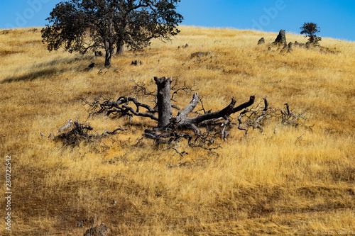 Fototapeta Naklejka Na Ścianę i Meble -  Dead tree on the hillside
