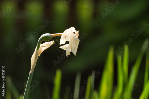 Fototapeta Naklejka Na Ścianę i Meble -  White Dying Old Flower 