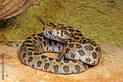 Mexikanische Lanzenkopf-Klapperschlange (Crotalus polystictus) im Terrarium - Mexican lance-headed rattlesnake photo