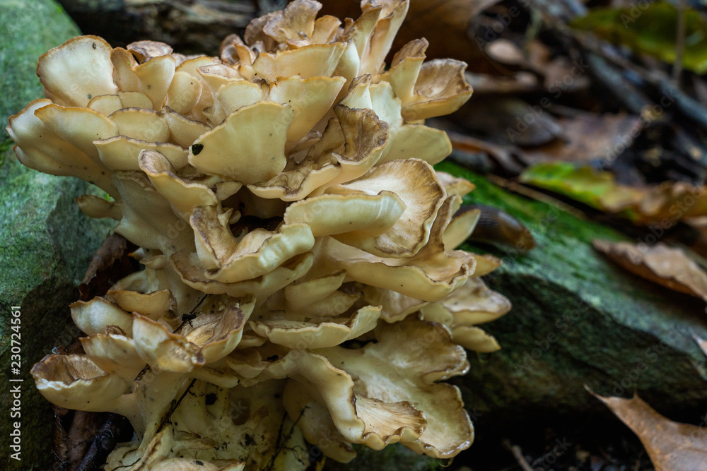Large pale tan and gray fungi in a woodland Large pale tan and gray fungi in a woodland