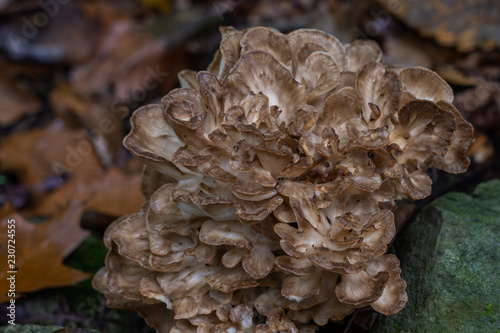 Large pale tan and gray fungi in a woodland