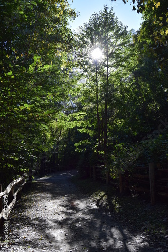 Sunlit path in woods