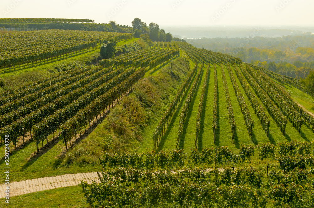 Weinterrassen, Weinberge im Kaiserstuhl, Panorama