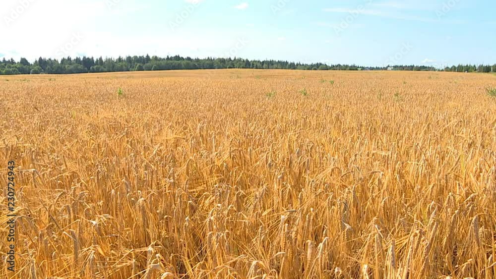 On a warm sunny autumn day, farmers harvest grain crops with combine harvesters. On a warm sunny autumn day, farmers harvest grain crops with combine harvesters.