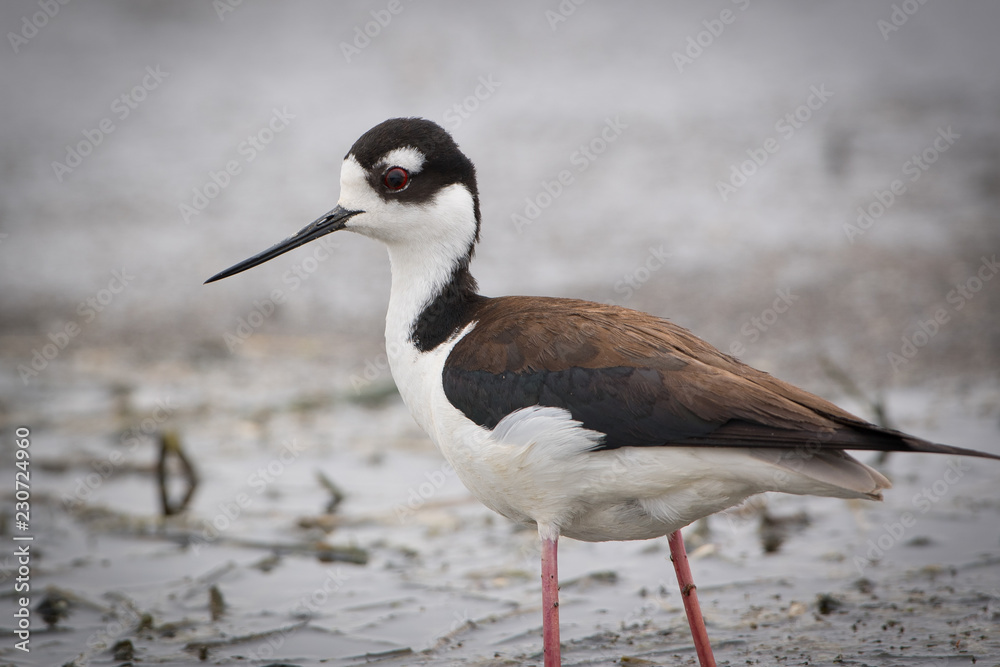 Black-Necked Stilts Black-Necked Stilts