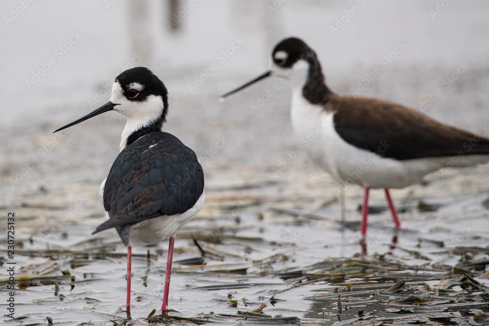 Obraz premium Black-Necked Stilts