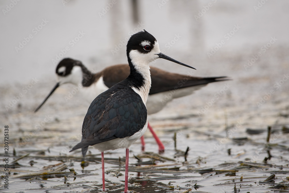 Fototapeta premium Black-Necked Stilts