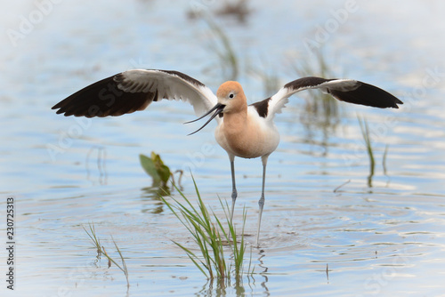 American Avocet