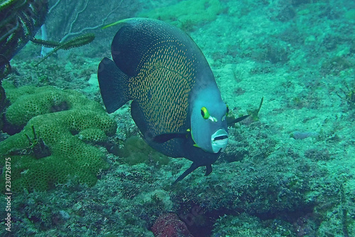 Lone French Angelfish on the reef