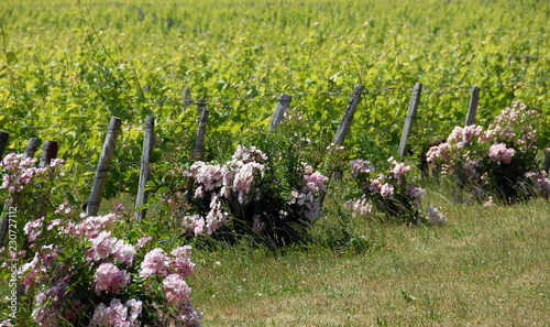 Vignes de Cheverny, rosiers aux pieds de chaque rangée de vigne, département du Loir-et-Cher, France