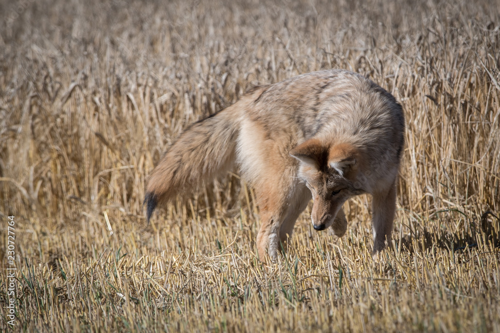 Coyote Coyote