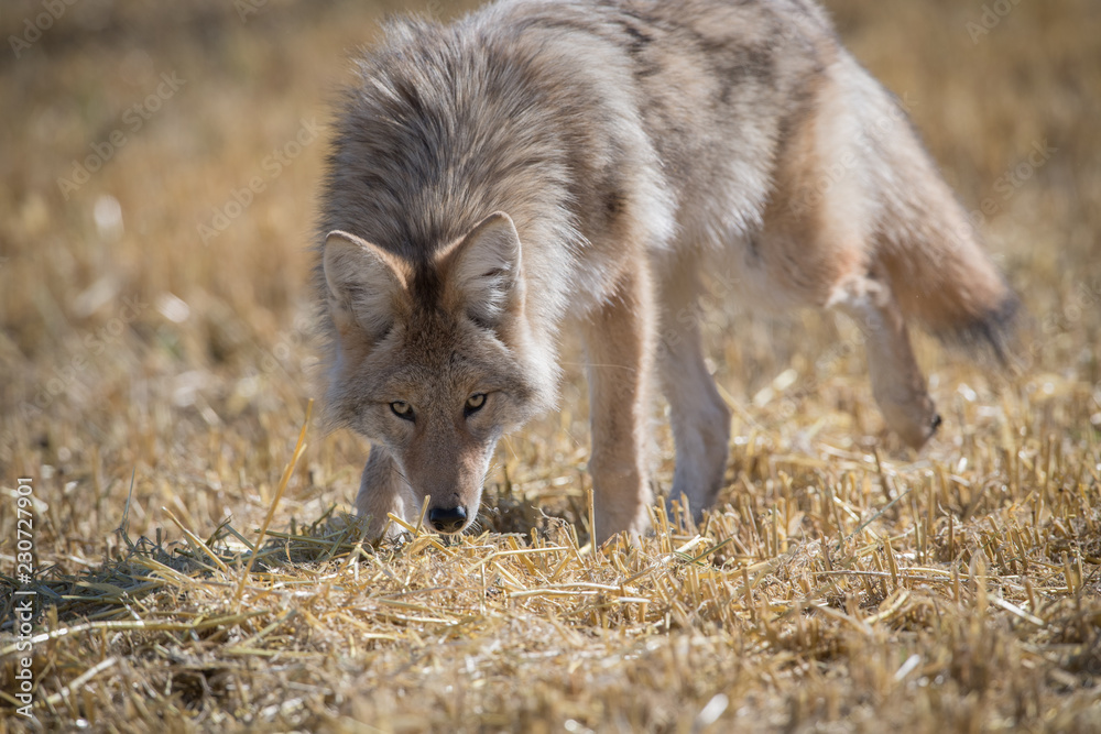 Fototapeta premium Coyote