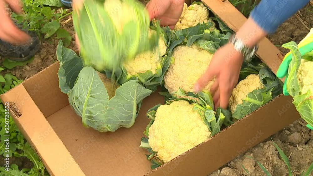 On an autumn afternoon, farmers manually harvest a ripened cauliflower crop.