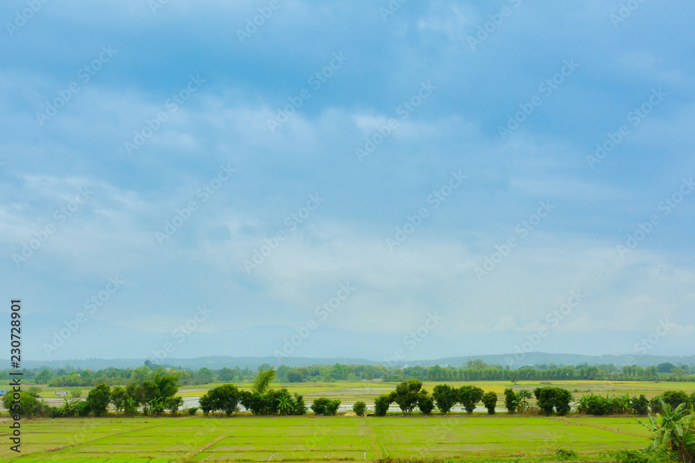 Nature Farm The atmosphere is bright, Field, agriculture.