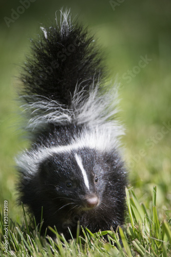 Skunk