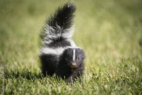 Fotografía Skunk