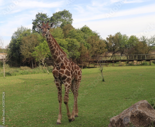 Photography Giraffe