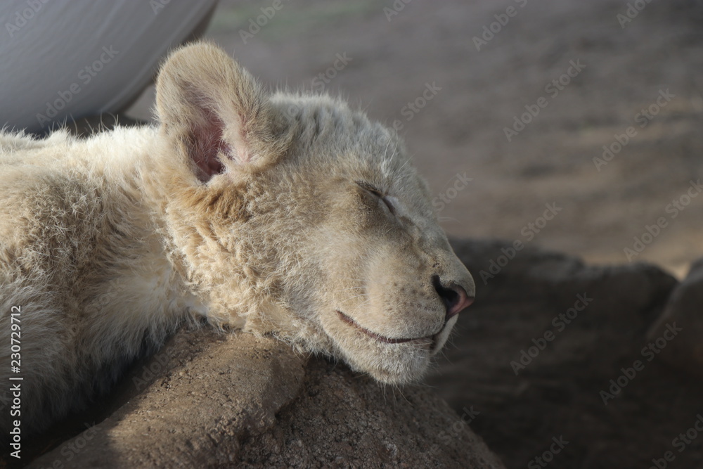 Fototapeta premium African baby white lion
