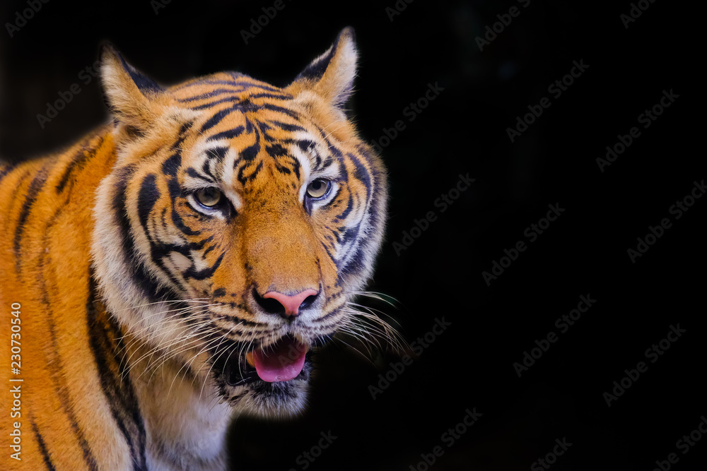 Fototapeta premium Tygrys portret tygrysa bengalskiego