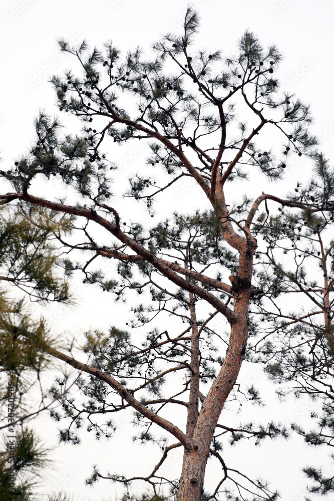 Tree and sky