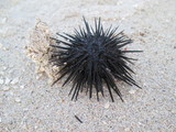 Sea Urchin on Beach