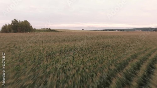 Corn field in the end of the summer. Fimed with a drone in Quebec, Canada. photo