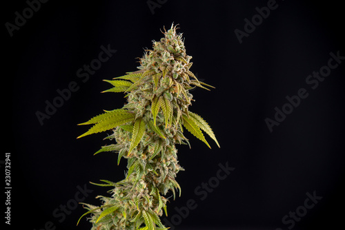 Cannabis cola from Oak Tree marijuana strain isolated over black background