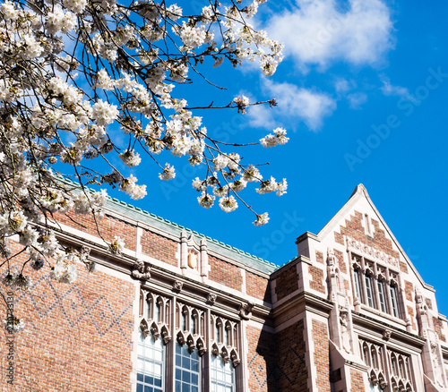 Cherry tree in full bloom at university campus - Seattle, WA, USA photo