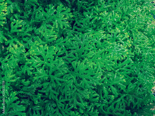 Abstract green background Spike Moss. 
