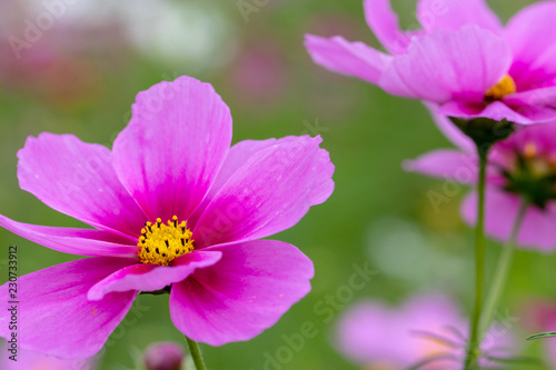 Cosmos Flower   Furusato Plaza in Sakura City  Chiba Prefecture  Japan