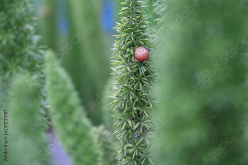 ladybird on a branch