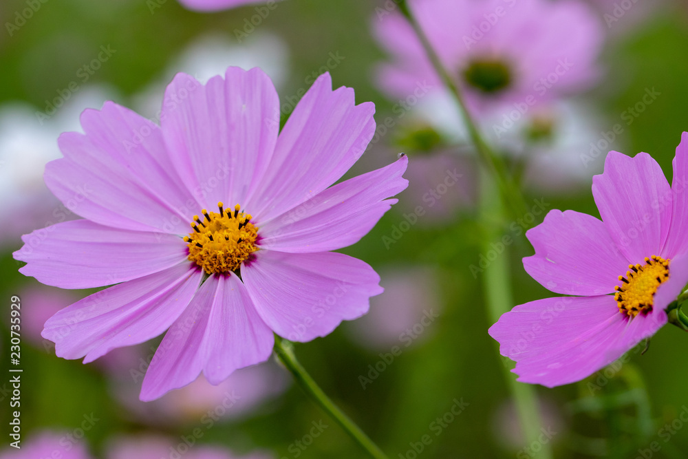 Cosmos Flower / Furusato Plaza in Sakura City, Chiba Prefecture, Japan