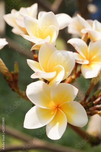 white plumeria flower in nature garden