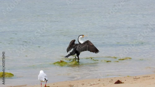 Australian Pied Cormorant on a beach. Wings wide open, displaying feathers. photo