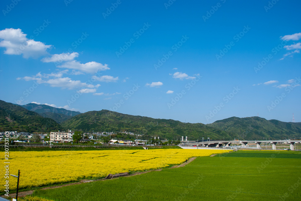 Fototapeta premium 田園