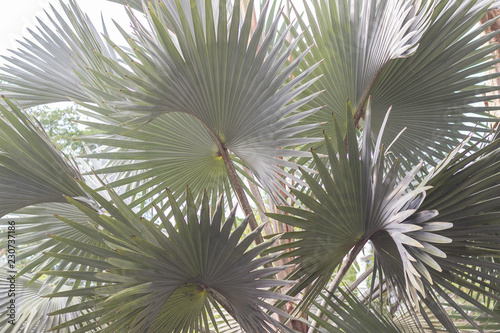 close up palm tree