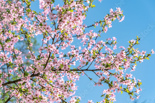 Cherry blossom. Sakura against the blue sky.