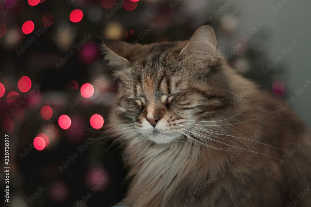 cat standing near the Christmas tree
