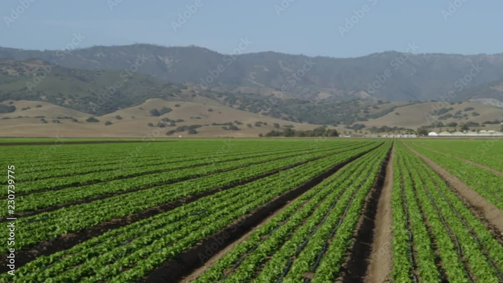 Rows of plants in a farm field by the mountains Rows of plants in a farm field by the mountains
