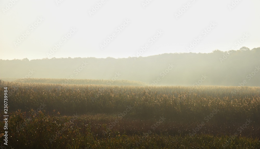 Fototapeta premium Misty morning
