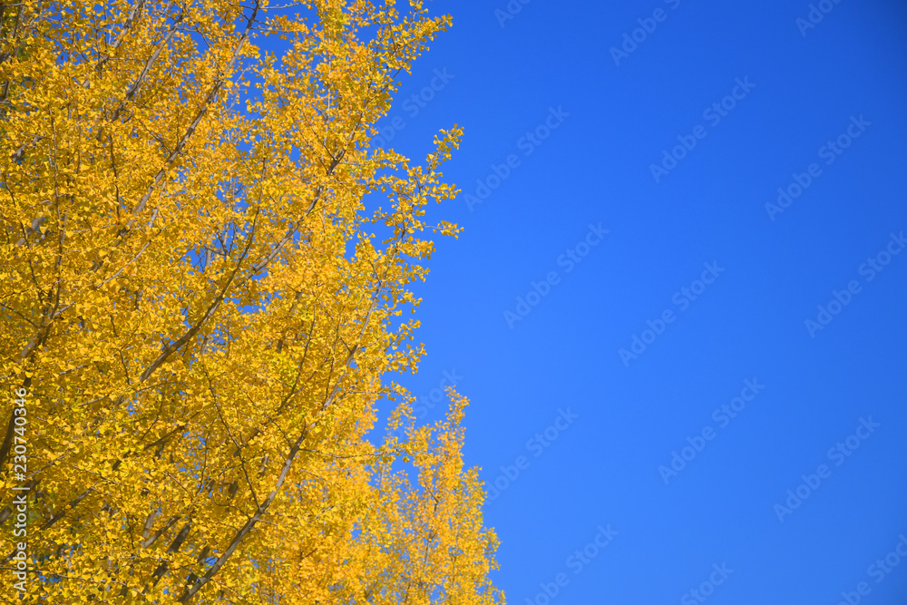 Autumn background with yellow tree and blue sky.