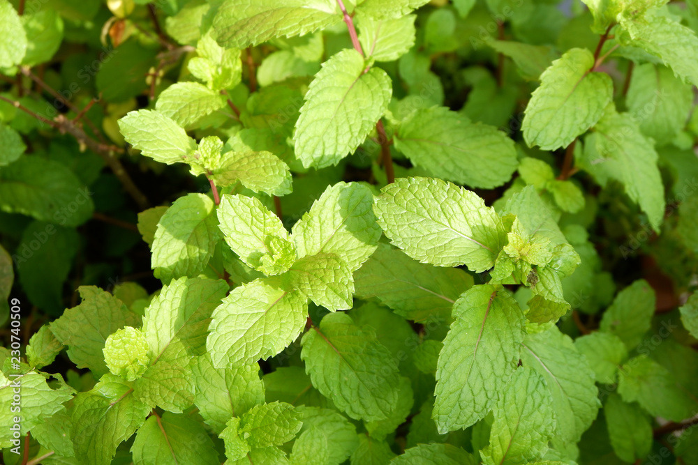 Kitchen Mint or Marsh Mint herb plant in Southeast Asia. Kitchen Mint or Marsh Mint herb plant in Southeast Asia.