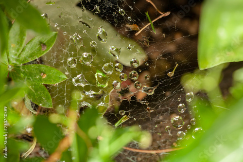 Spider Web with raindrops, close up photo