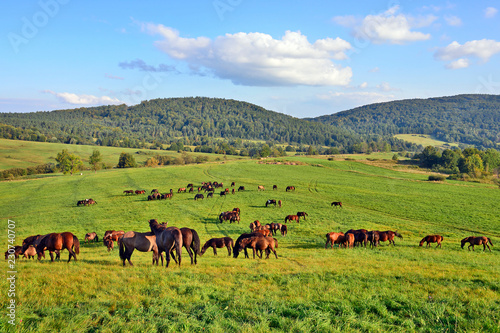 Horses grazing on field over grass, Low Beskids (Beskid Niski), Poland © Jurek Adamski