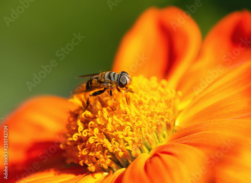 Flower Fly collecting pollen or nectar on Mexican sunflower, closeup. Natural green background with copy space.